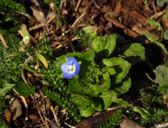 Veronica persica