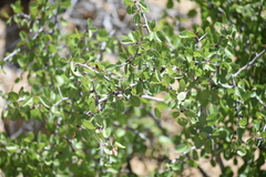 Prunus fremontii