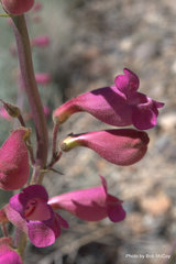 Penstemon floridus floridus