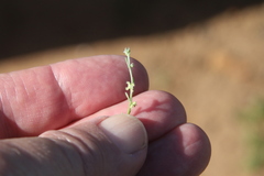 Pectocarya penicillata