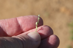 Pectocarya penicillata