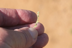 Pectocarya penicillata