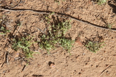 Pectocarya penicillata