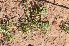 Pectocarya penicillata