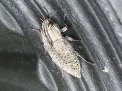 Dicerca hornii