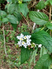 Lantana undulata