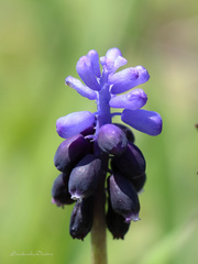 Muscari pulchellum