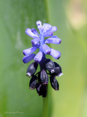 Muscari pulchellum