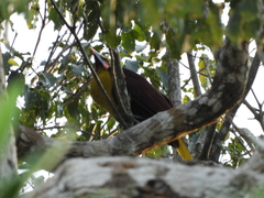 Psarocolius bifasciatus