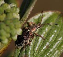 Phyllobius pyri