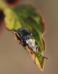 Phyllobius pyri