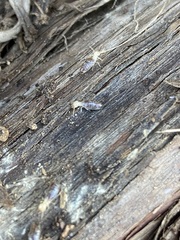 Termitinae