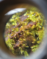 Odontoschisma denudatum