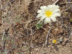 Anisocoma acaulis