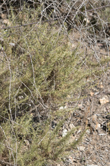 Artemisia californica