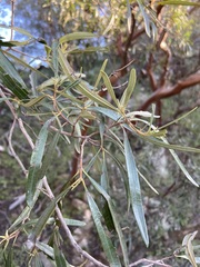 Ornithostaphylos oppositifolia