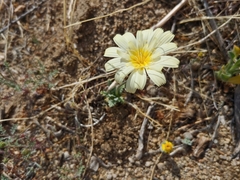 Anisocoma acaulis