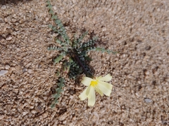 Anisocoma acaulis