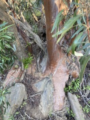Ornithostaphylos oppositifolia