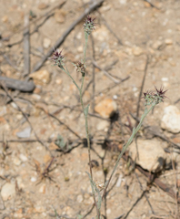 Centaurea melitensis