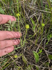 Ranunculus rhomboideus