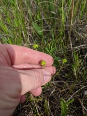 Ranunculus rhomboideus