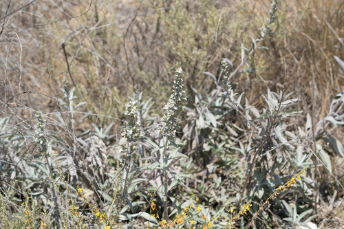 Salvia apiana