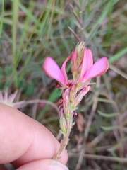 Onobrychis humilis