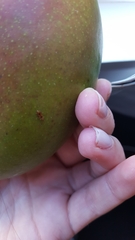 Cryptamorpha desjardinsi