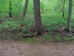 Clintonia umbellulata