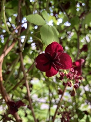 Akebia