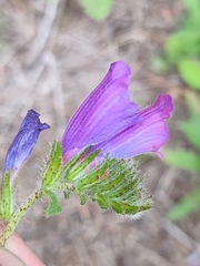 Echium creticum