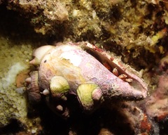 Ciliopagurus strigatus