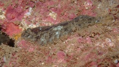 Aseraggodes