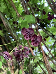 Akebia