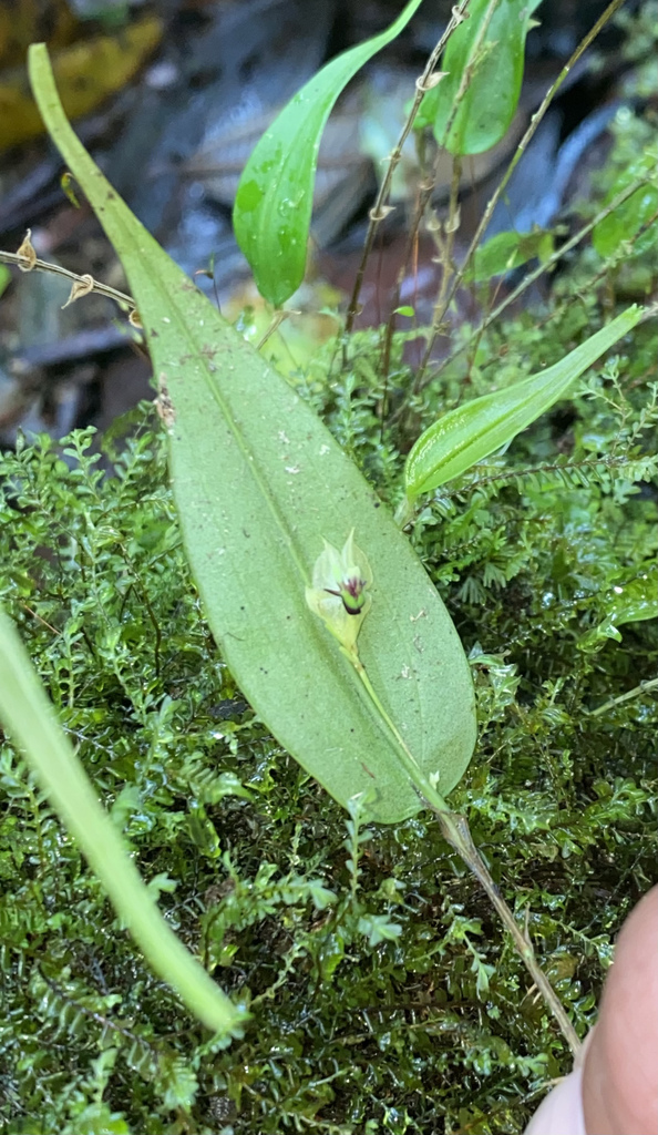Lepanthes agglutinata