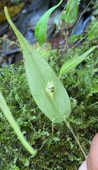 Lepanthes agglutinata