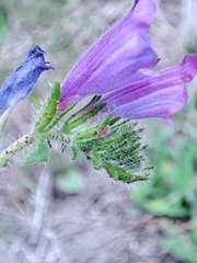 Echium creticum