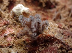 Entoprocta