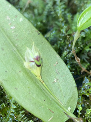 Lepanthes agglutinata, photograph (c) Grete Pasch, some rights reserved (CC BY)
