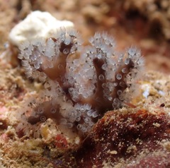 Entoprocta