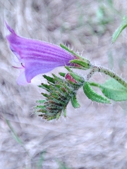 Echium creticum
