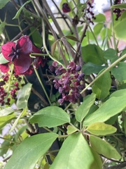 Akebia