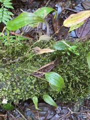 Lepanthes agglutinata, photograph (c) Grete Pasch, some rights reserved (CC BY)