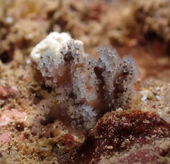 Entoprocta