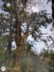 Gleditsia triacanthos