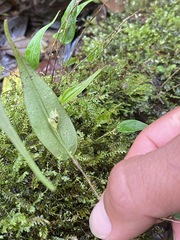 Lepanthes agglutinata, photograph (c) Grete Pasch, some rights reserved (CC BY)
