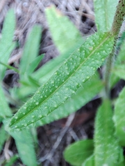 Echium creticum
