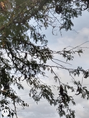 Gleditsia triacanthos