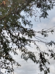 Gleditsia triacanthos